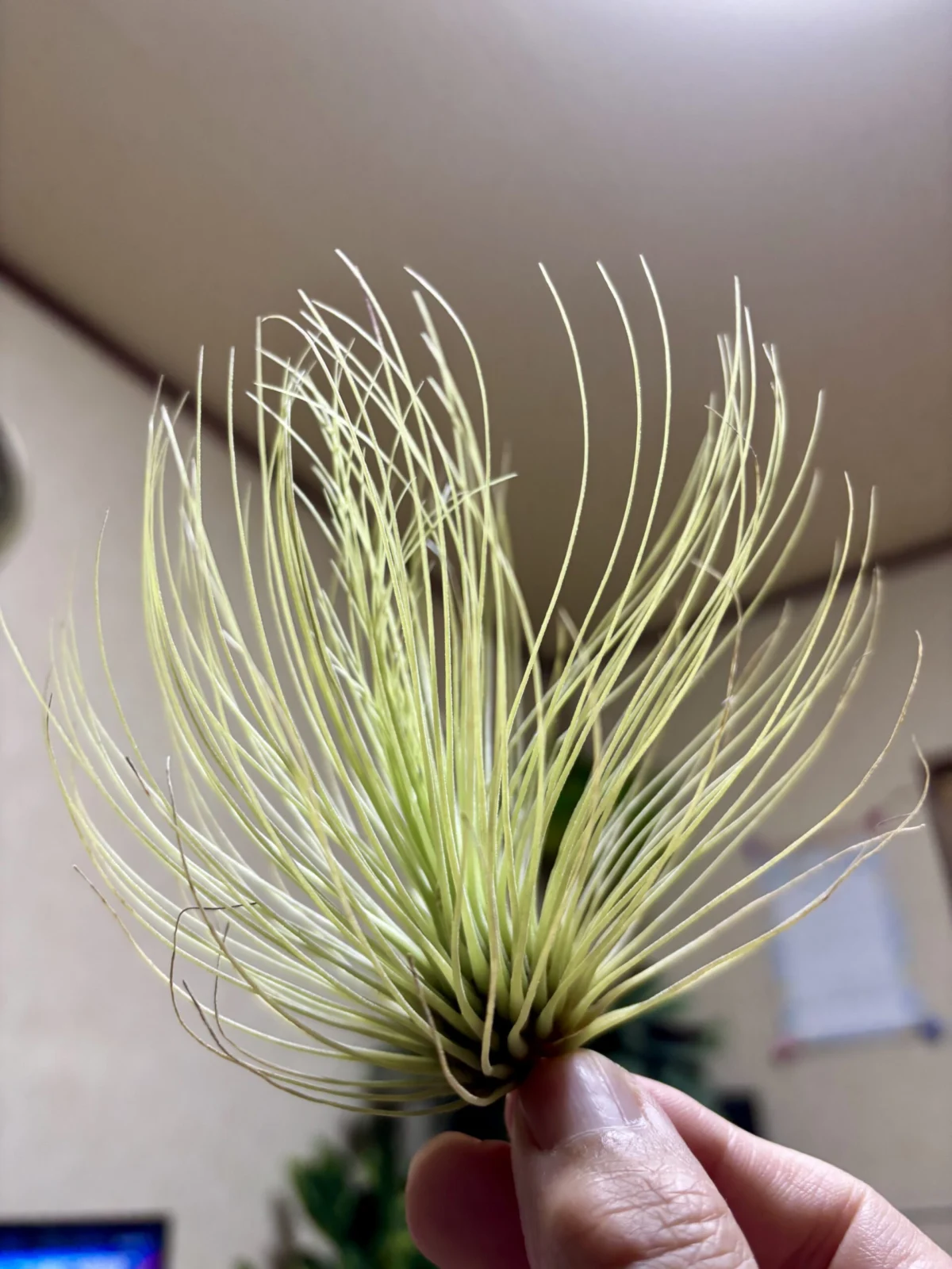 ティランジア　アンドレアナ