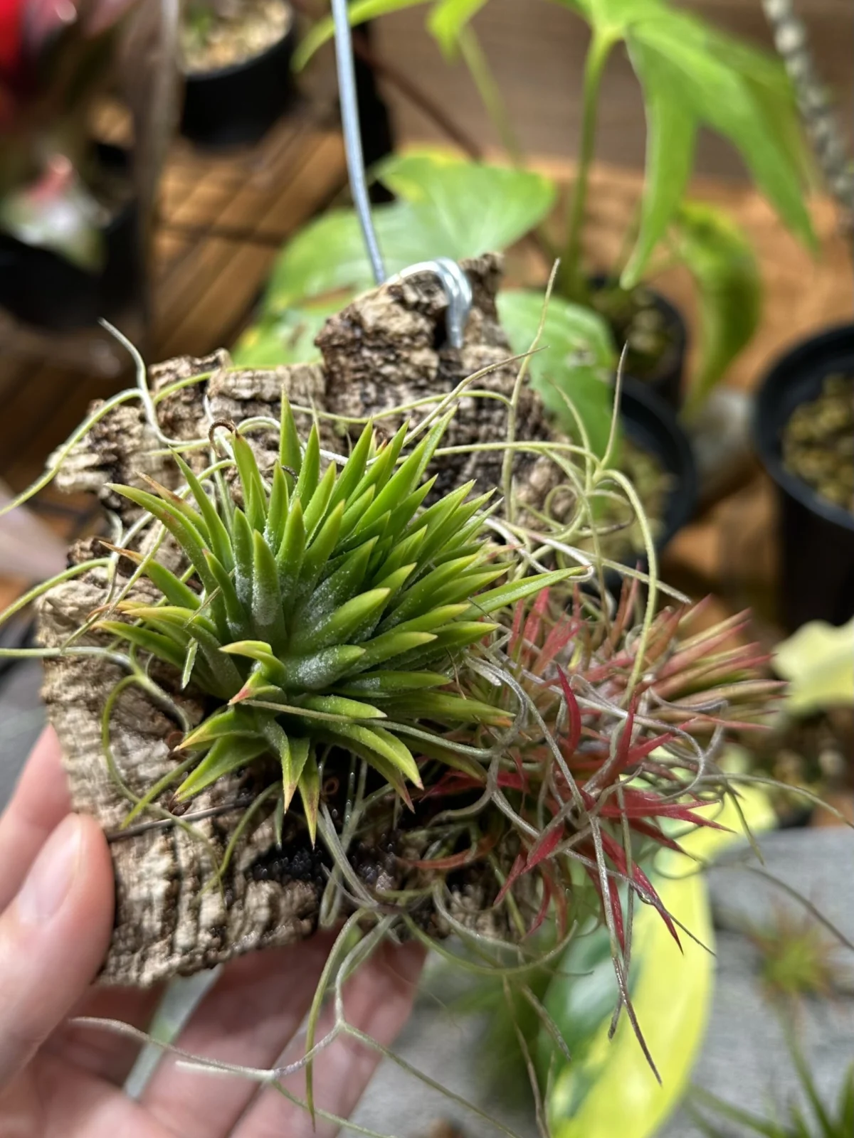 ティランジア　イオナンタ　ピーチ