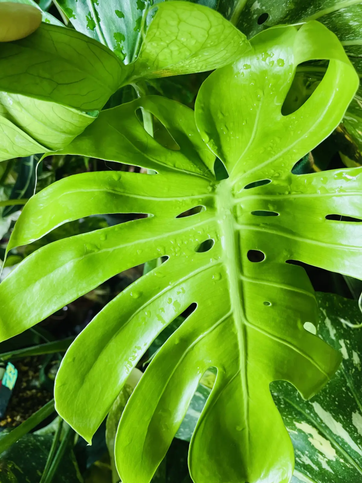 モンステラ 福助