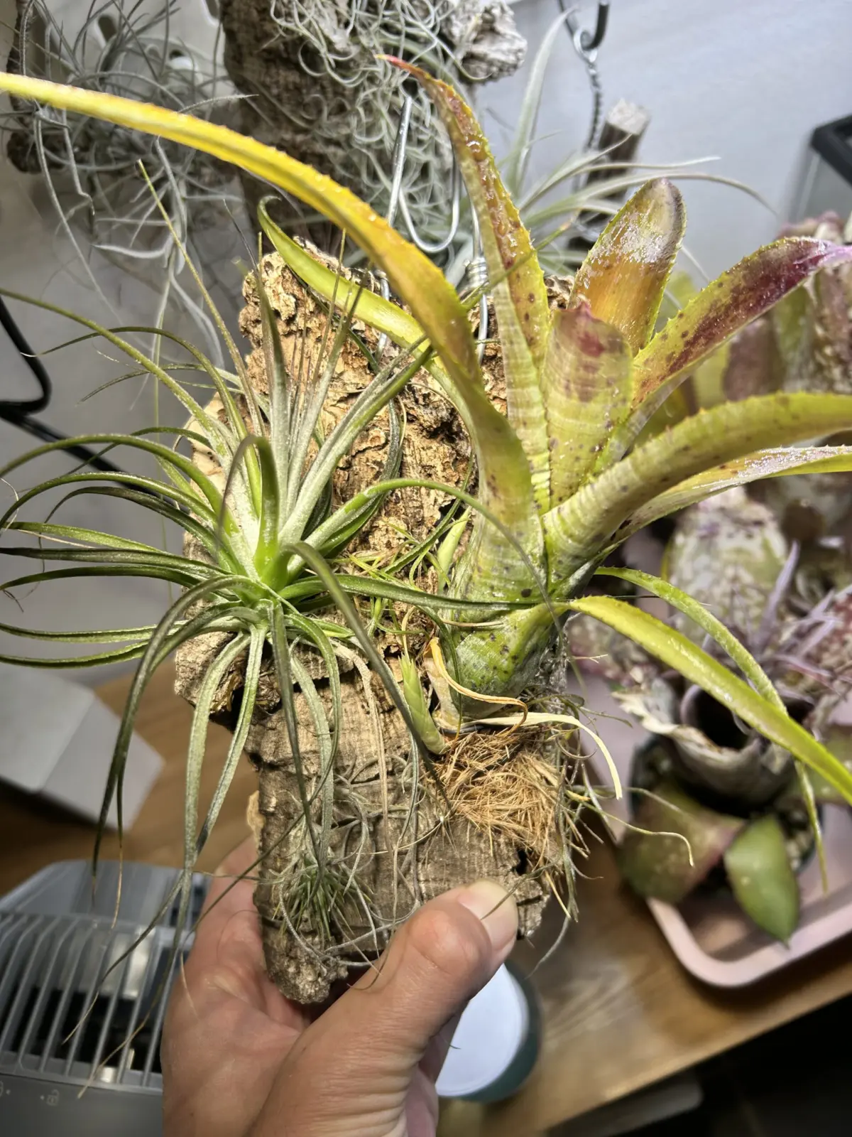 ネオレゲリア　パウシフローラ