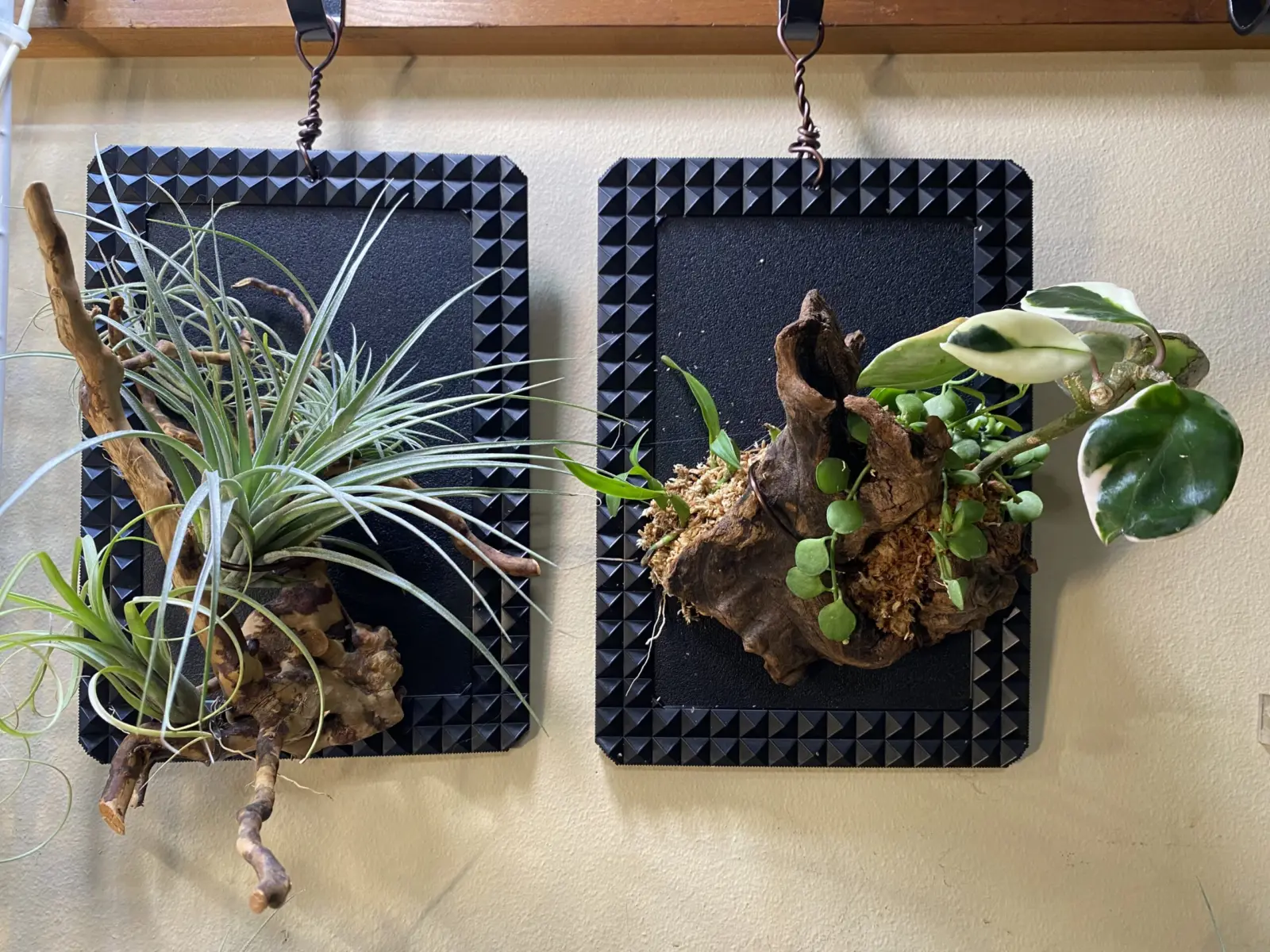 ティランジア　ディスキディア ホヤ　ＰＢＰ付け　配置変更