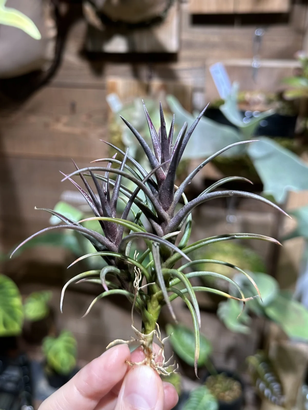 ティランジア　銅葉