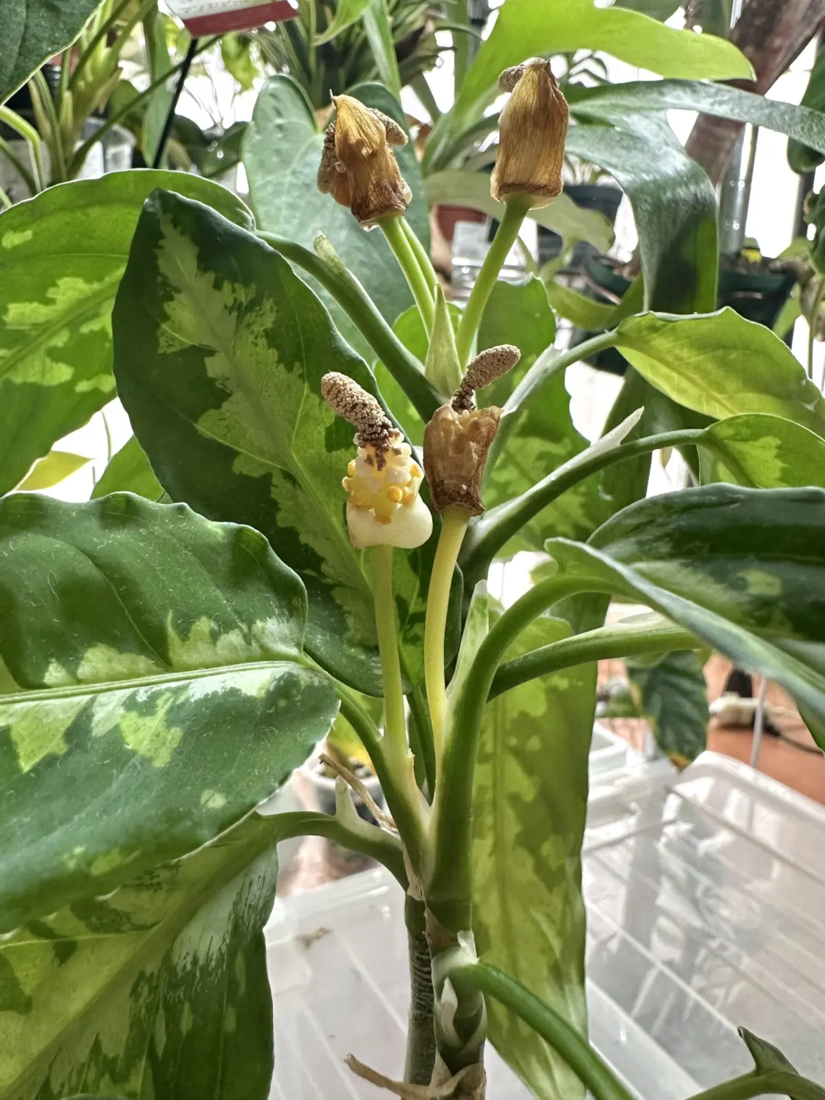 アグラオネマ　ピクタム　花