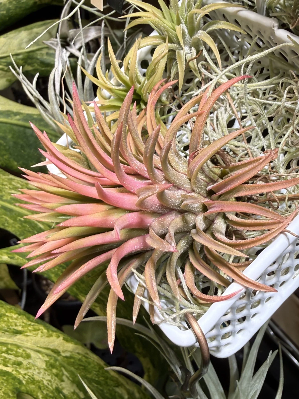 ティランジア　イオナンタ　オールウェイズピンク