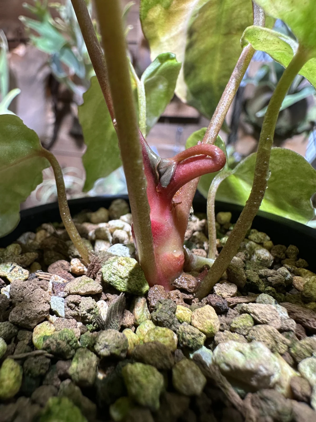 アンスリウム　新葉①