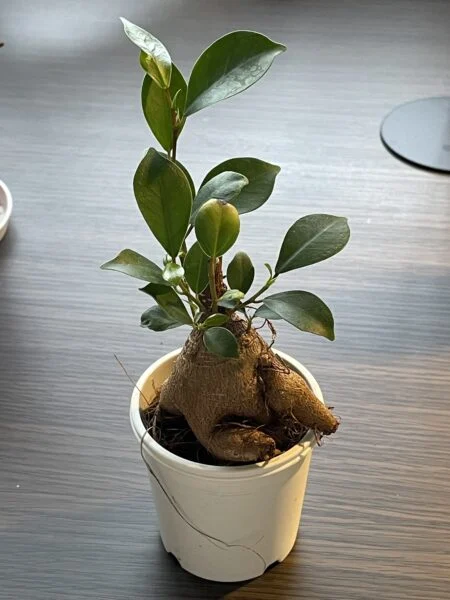 ガジュマル