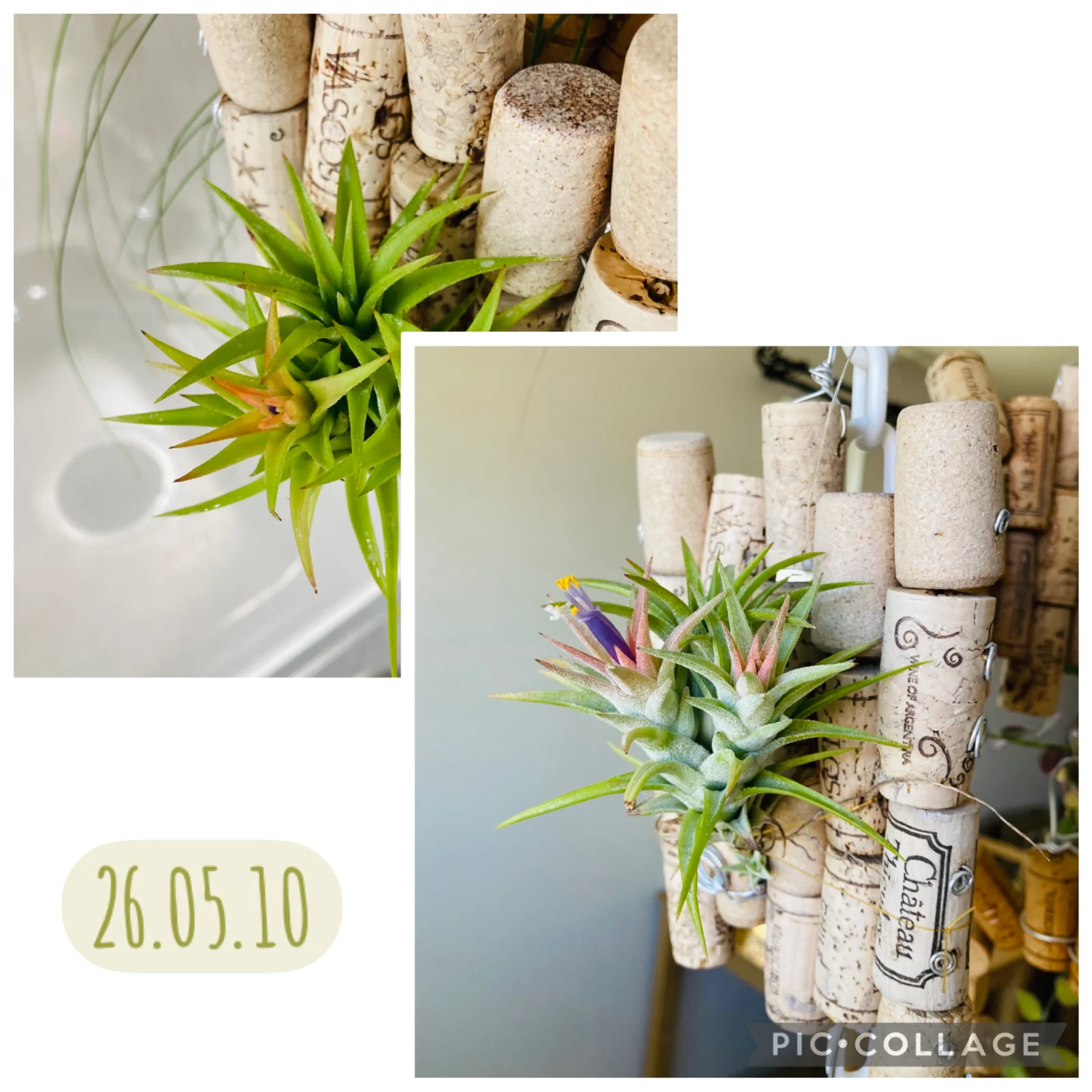 バンハイニンギー 初開花