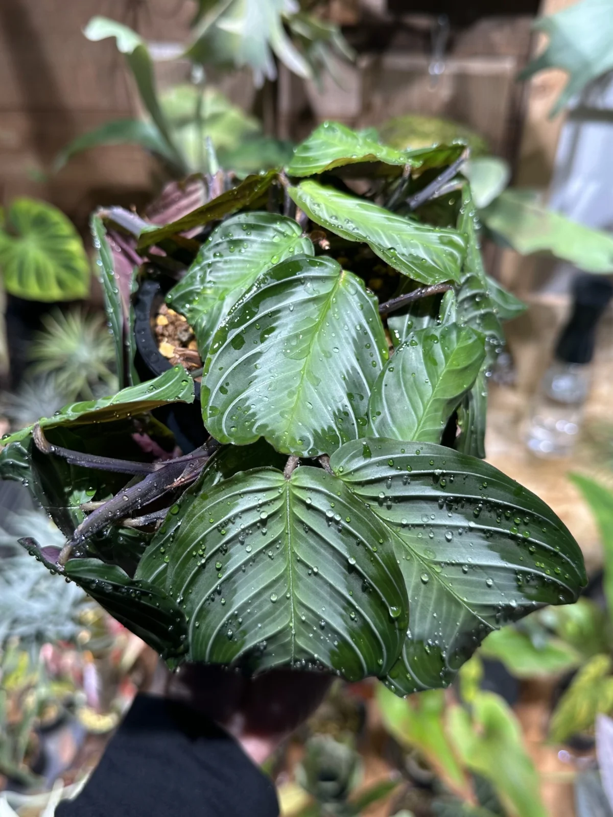 マランタ　シルバーバンド