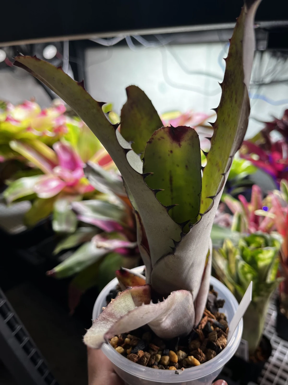 ネオレゲリア　カルカロドンシルバー