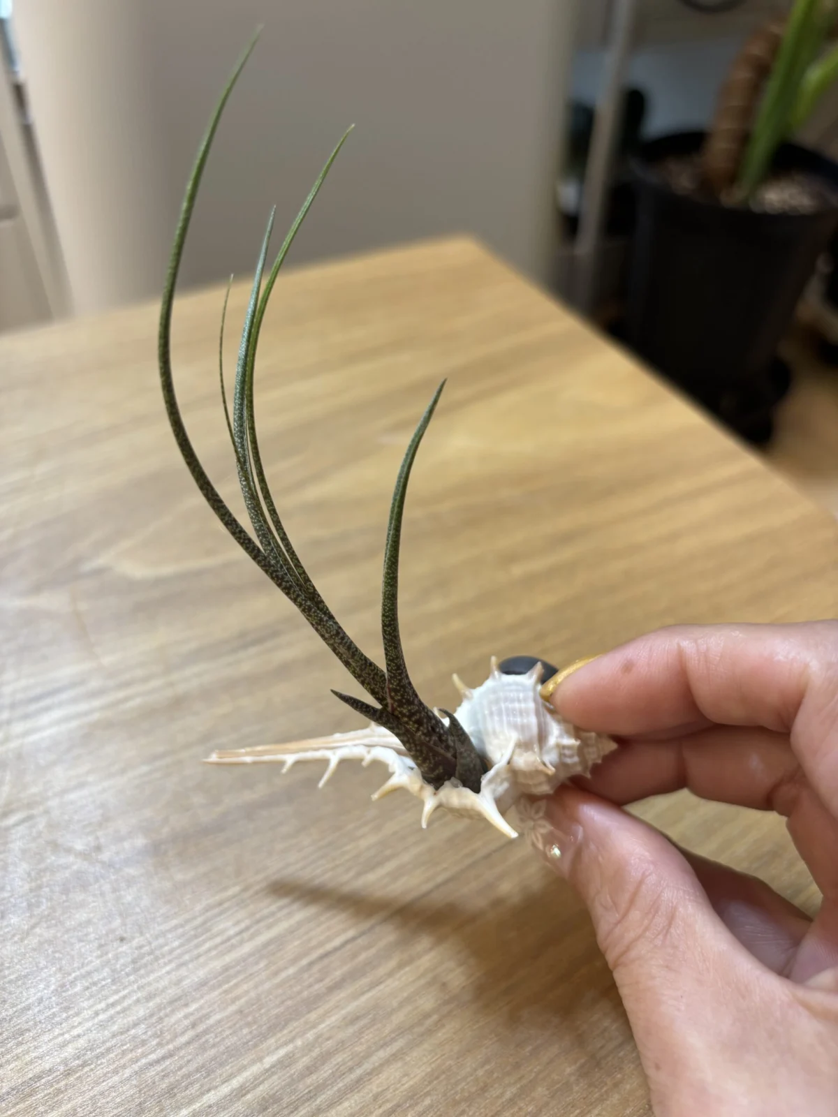 ティランジア　ブッツィー　