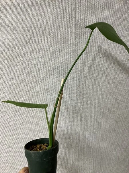 モンステラ 養生中