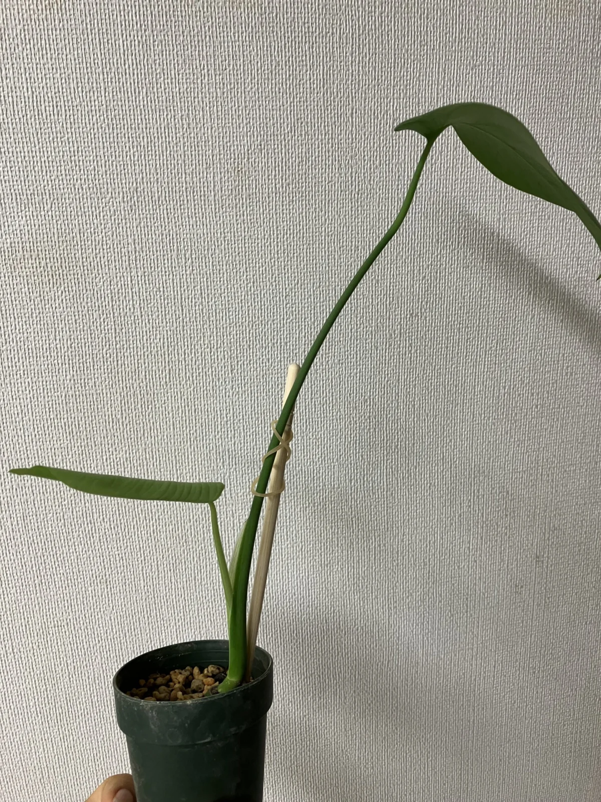 モンステラ　養生中