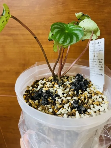 ぺぺロミア サンデルシー スイカぺぺ 植え替えと密閉失敗