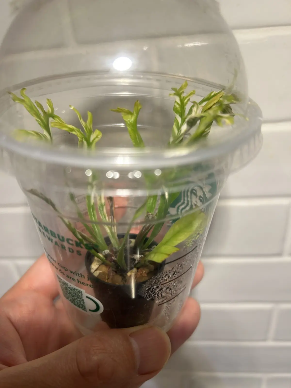 アスプレニウム　オーストララシカム