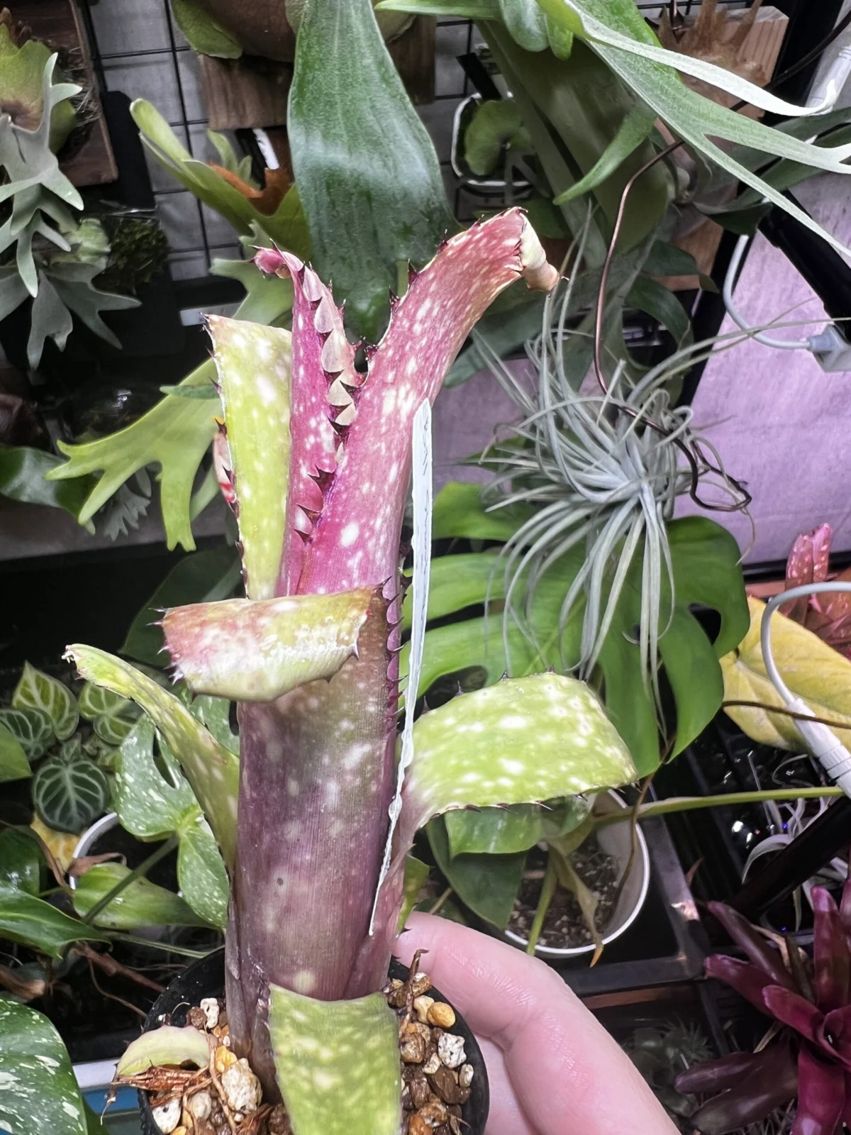 ビルベルギア　コーランシャークバイト　✖️ ドミンゴスマルティンス　#3