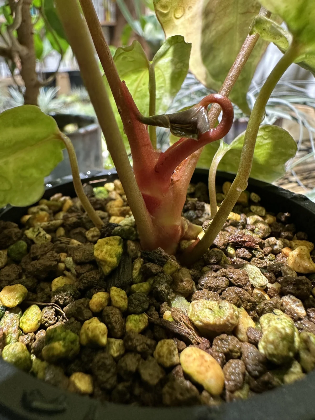 アンスリウム　新葉②