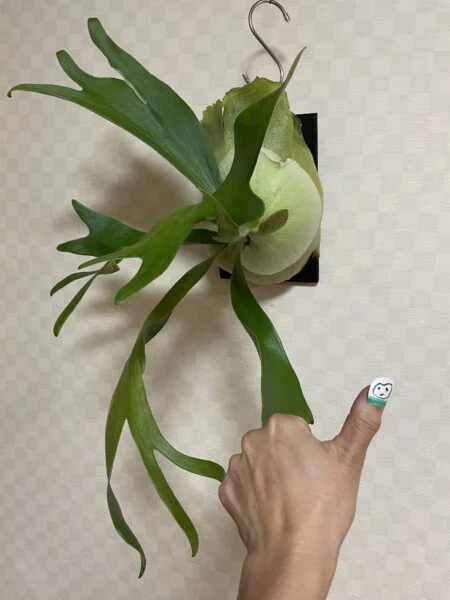 ビカクシダ　ネザーランド？