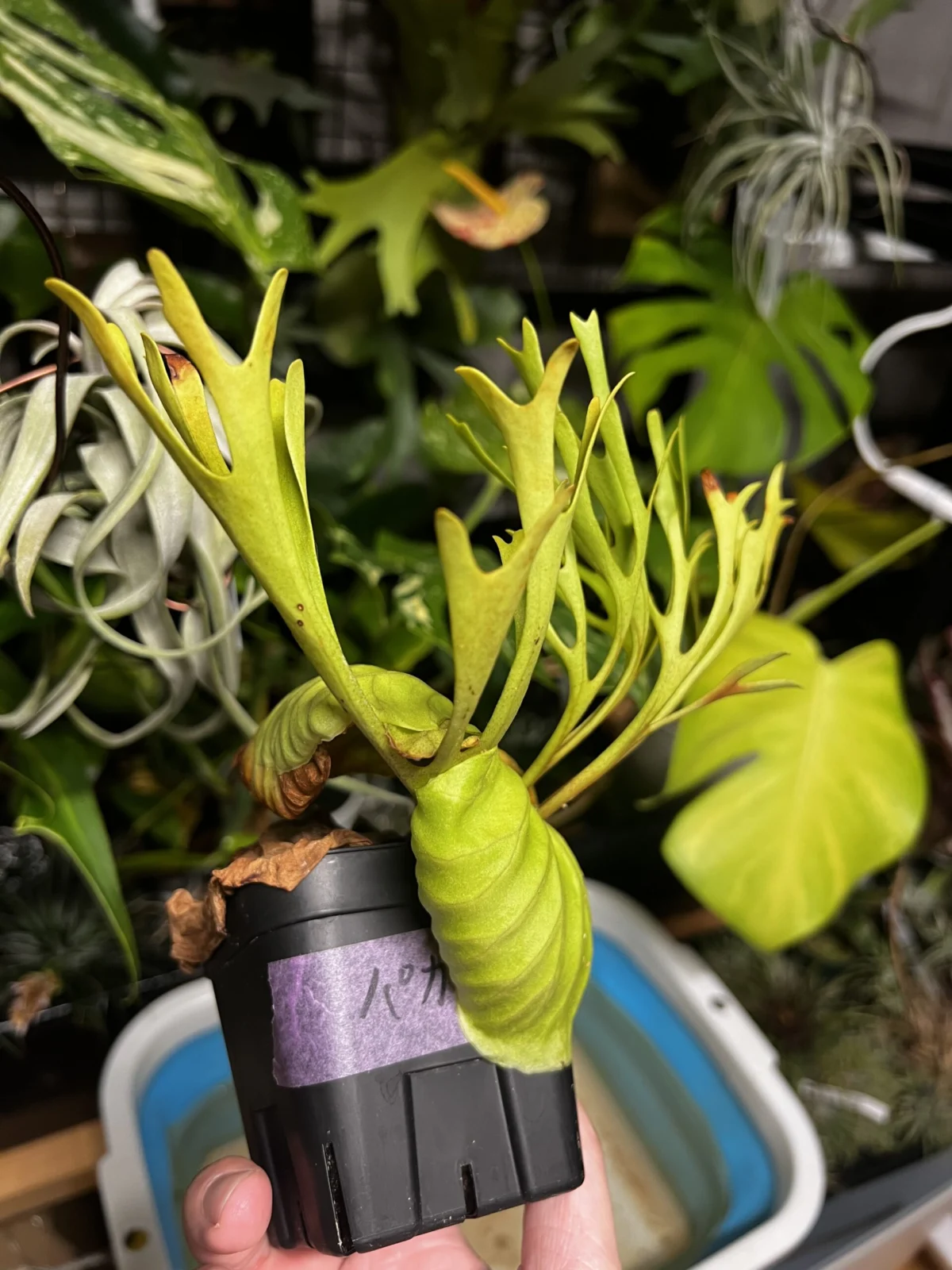 ビカクシダ　リドレイ　パカラン丼