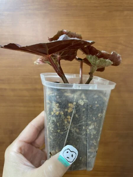 ベゴニア モーリスエイミー モーリスアミー 木立性ベゴニア 挿木 根 新葉