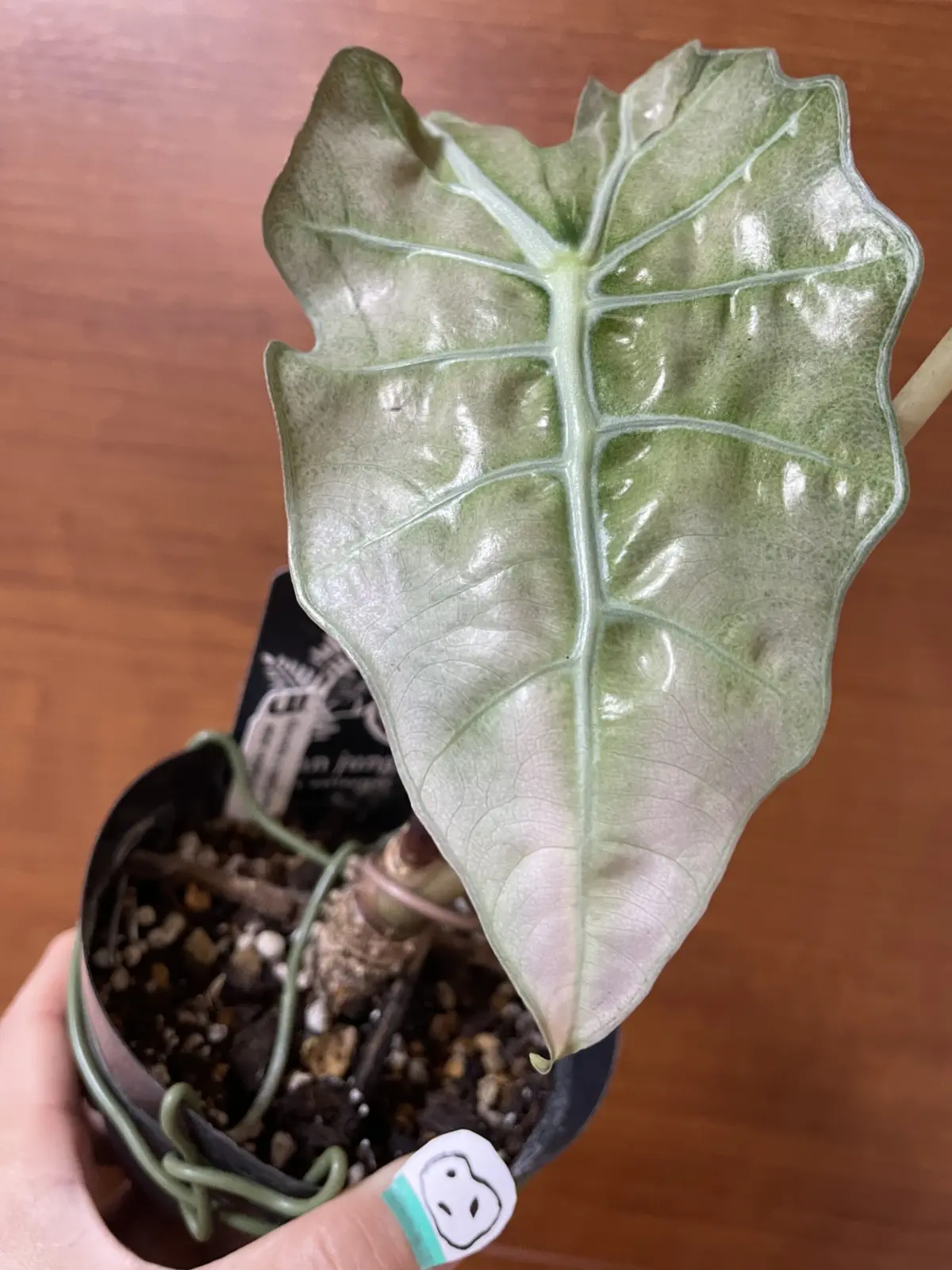 アロカシア アマゾニカ ミントバリエガータの新葉