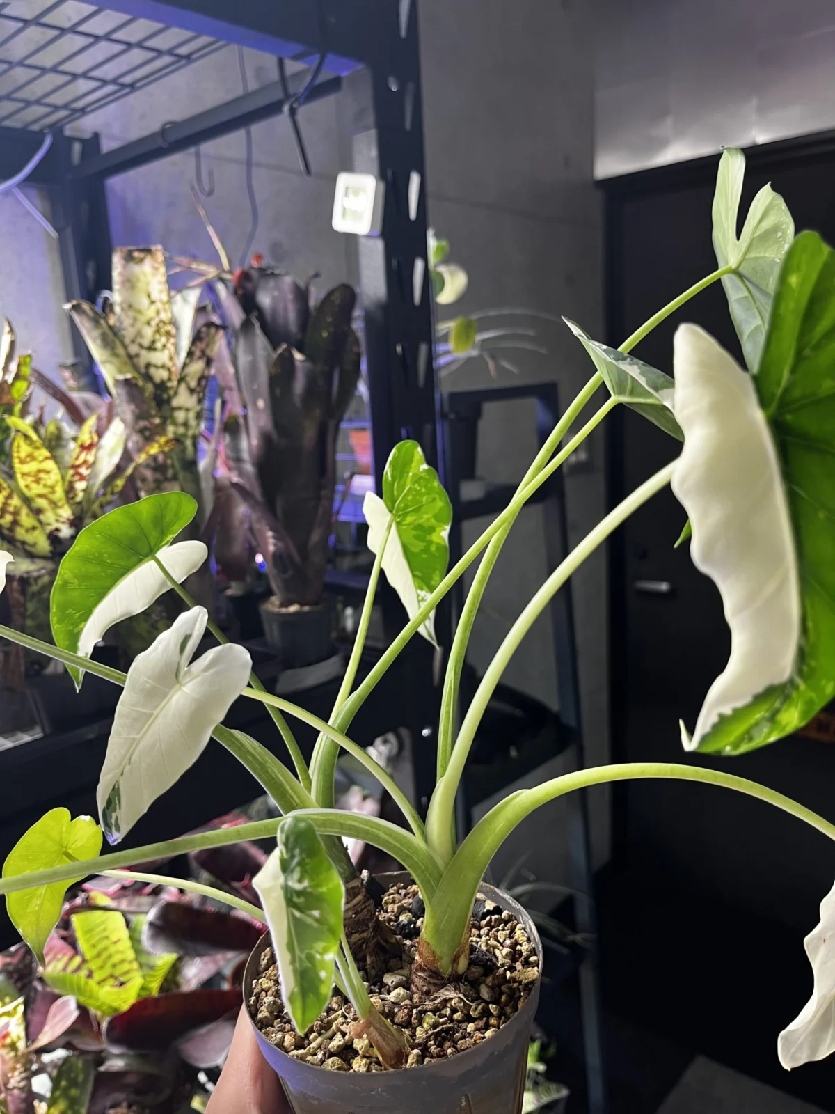 アロカシア　クワズイモ　斑入り