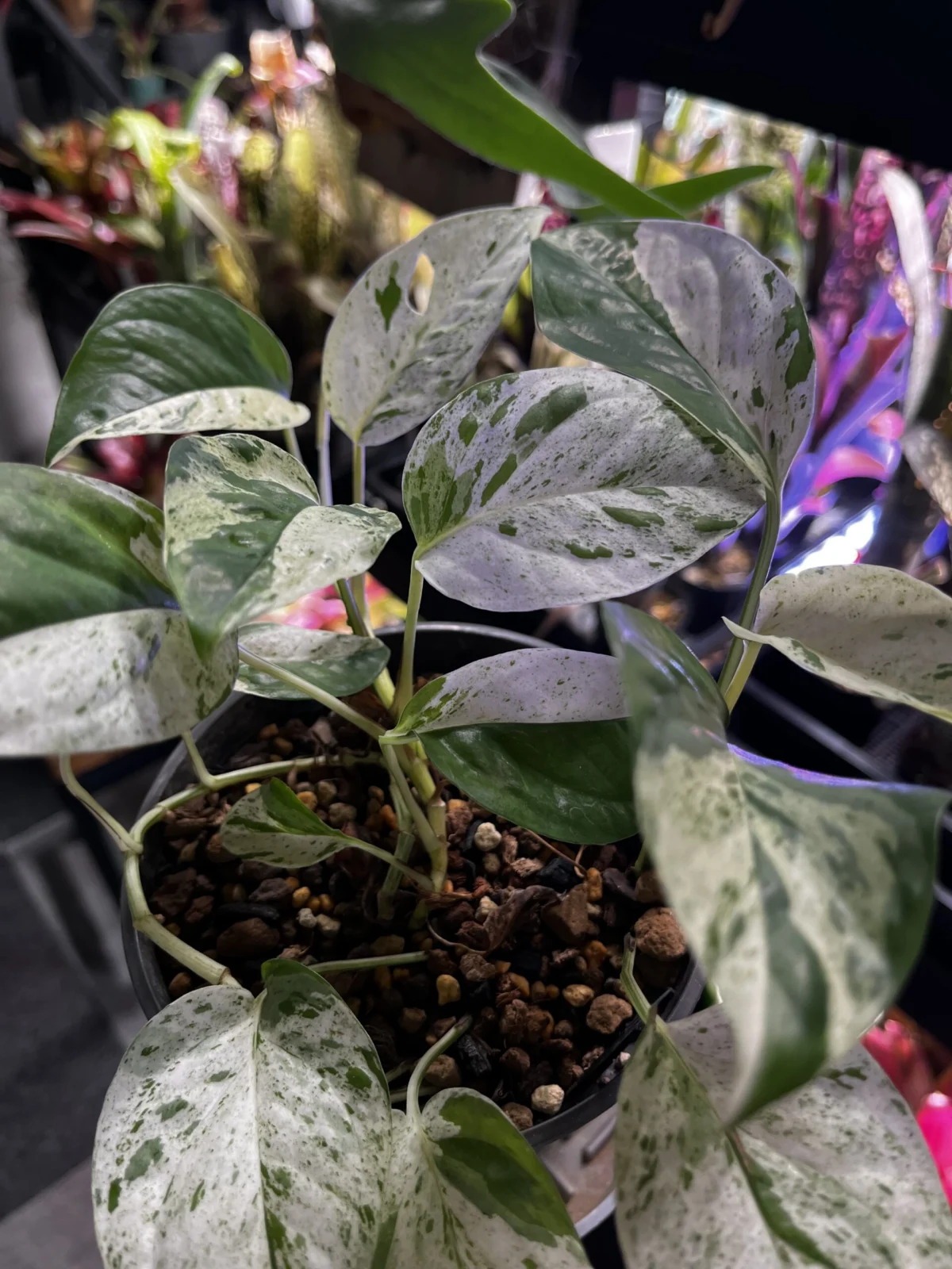 エピプレムナム ピナツム マーブル