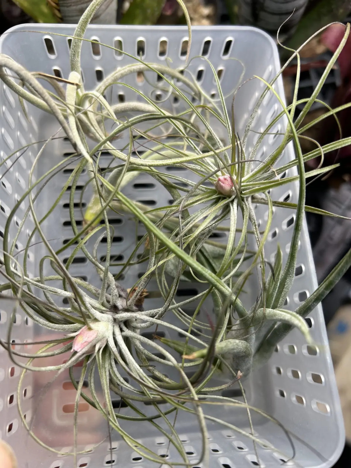 ティランジア　100均