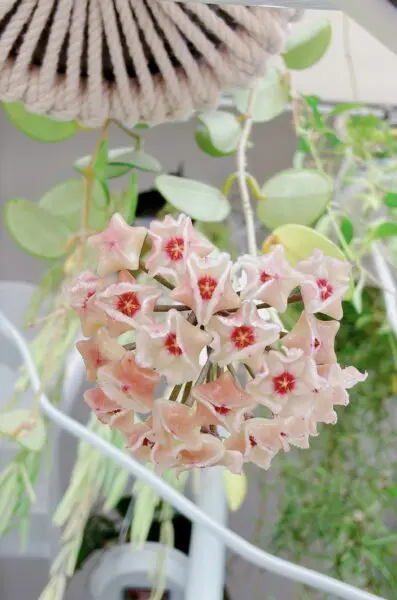 ホヤ マチルダ 花 カイガラムシ 害虫