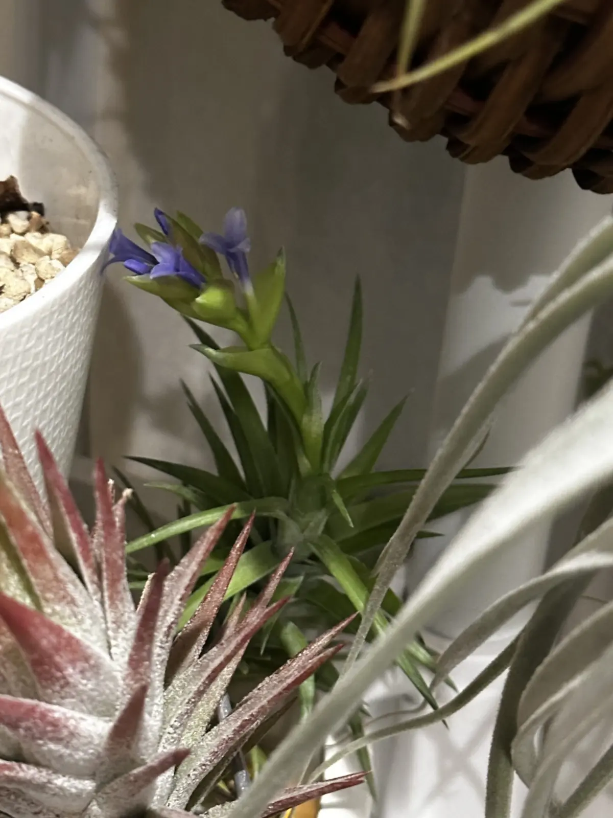 バンハイニンギー