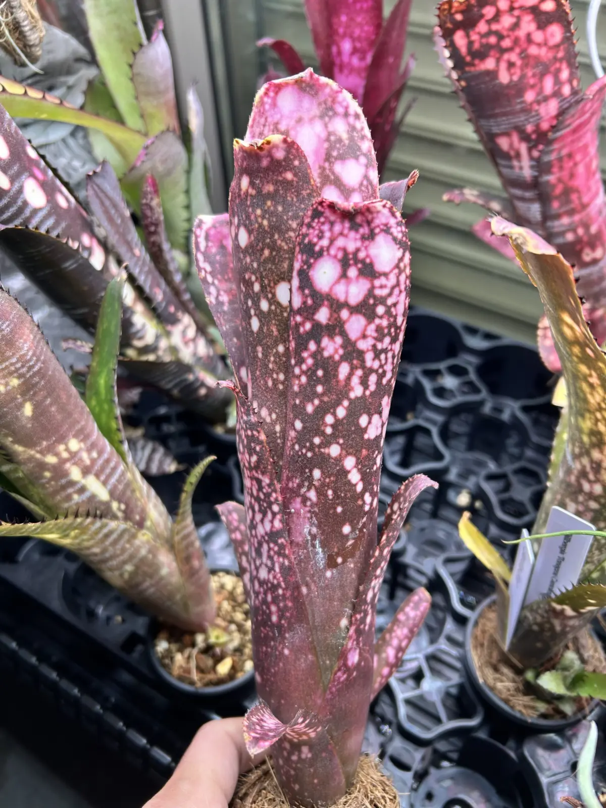 ビルベルギア　ムーランルージュ