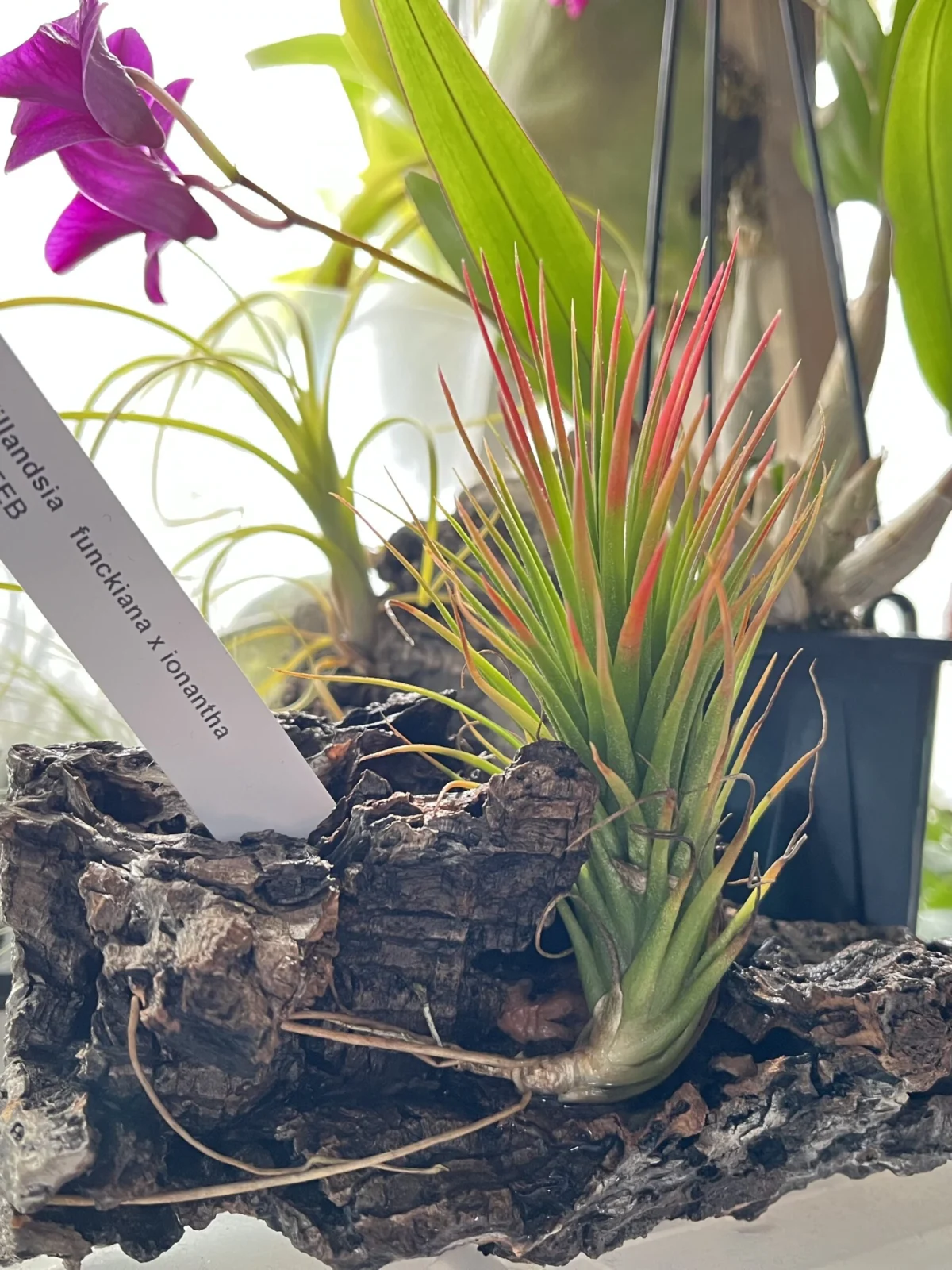 ティランジア　フンキアナ×イオナンタ