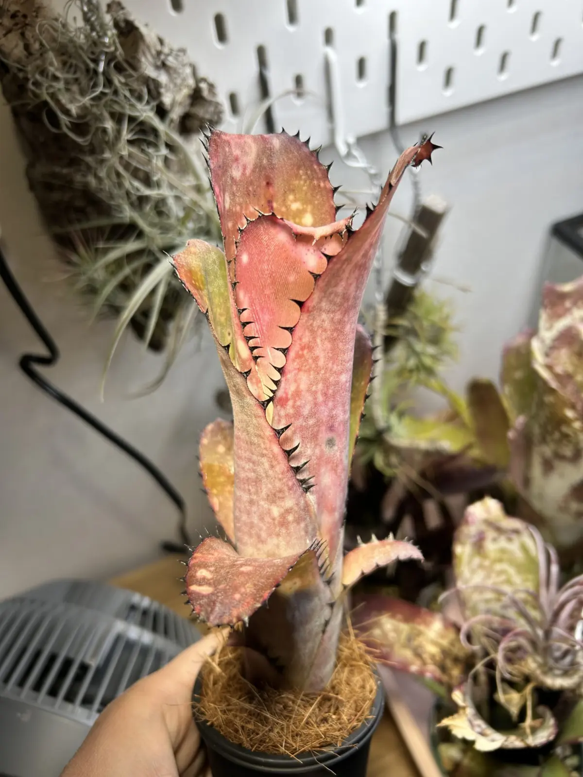 ビルベルギア　オリジナルシン