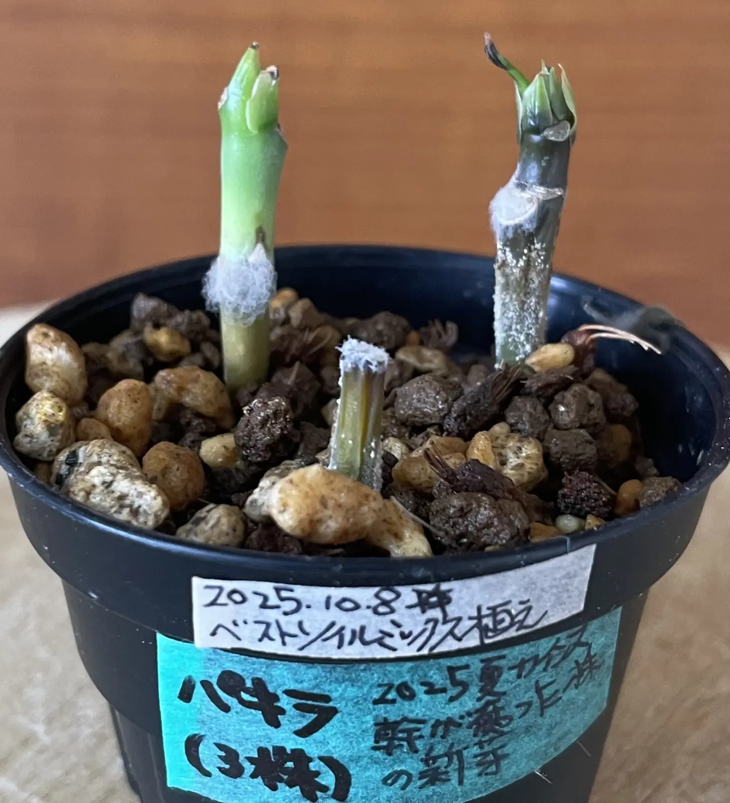 パキラ　カビ　挿木の全密閉失敗