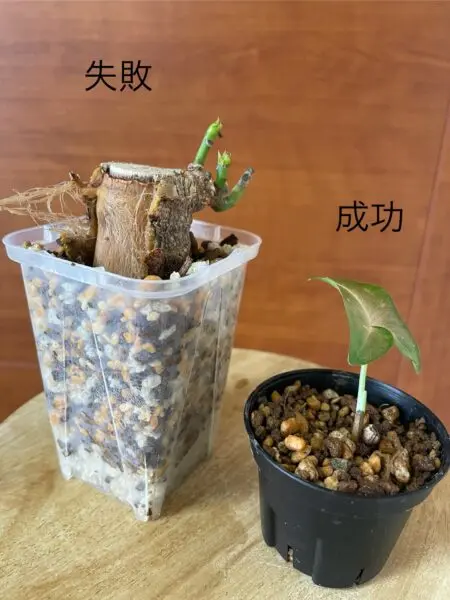 パキラ シンゴニウム レッドスポットトリカラー 挿木 腐り 全密閉の成功と失敗