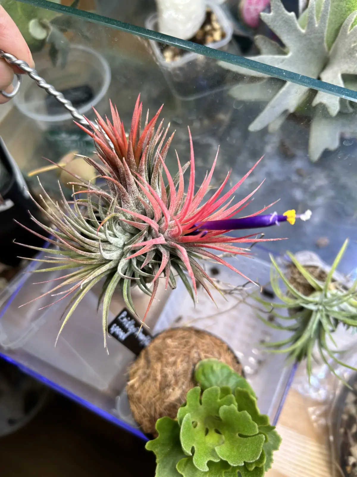 ティランジア イオナンタ