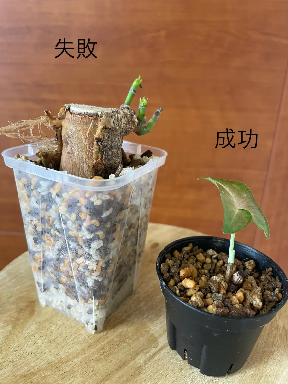 パキラ　シンゴニウム　レッドスポットトリカラー　挿木　腐り　全密閉の成功と失敗