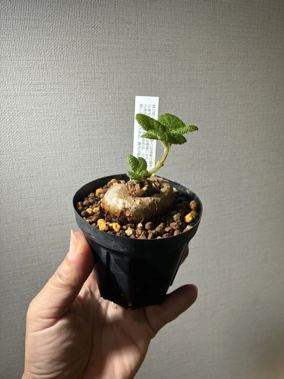 シンニンギア　ブラータ