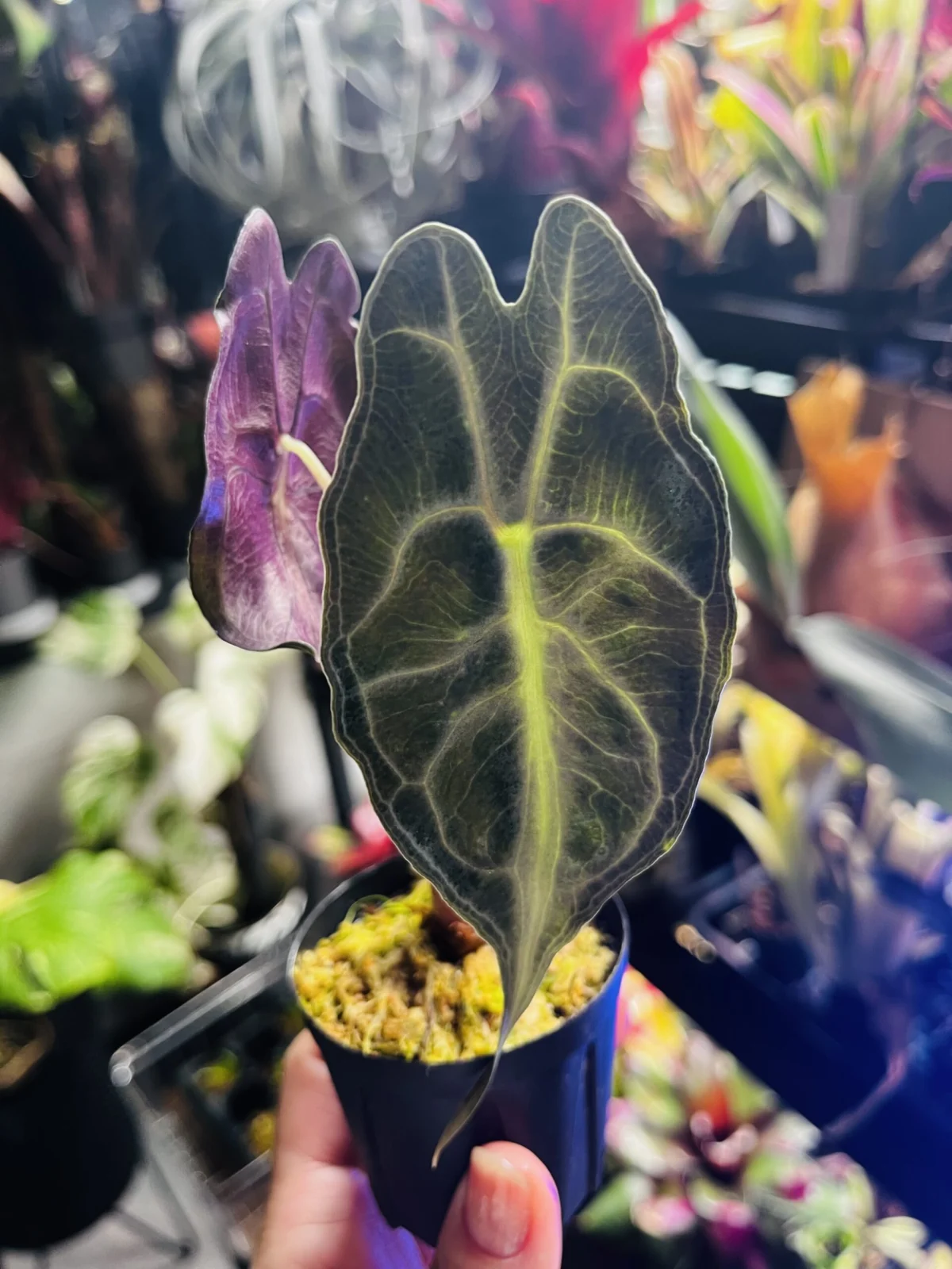 アロカシア　ヴェノム