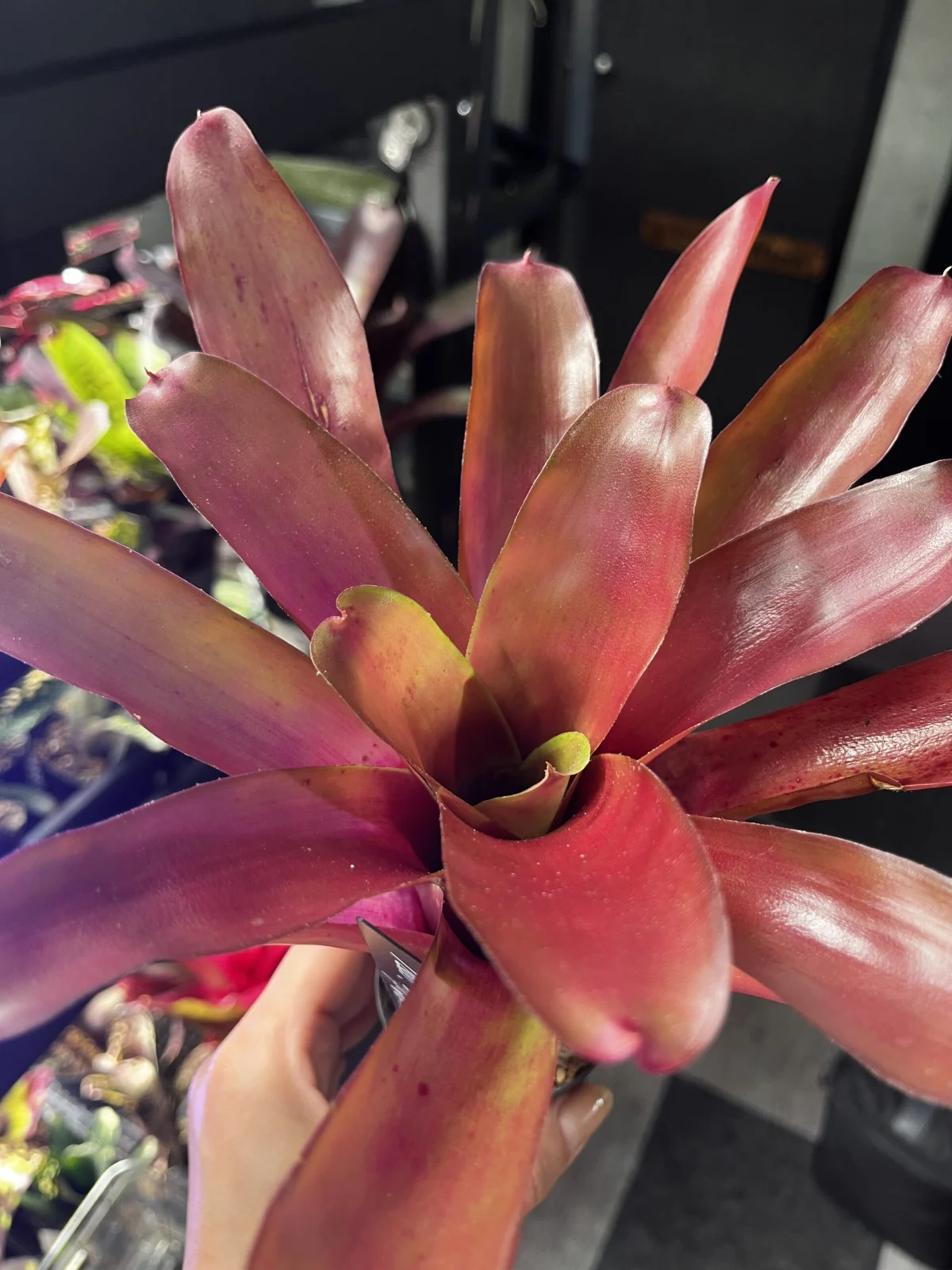 ネオレゲリア　ファイヤーボール　大きいやつ