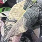 mauinotamanegiのアバター