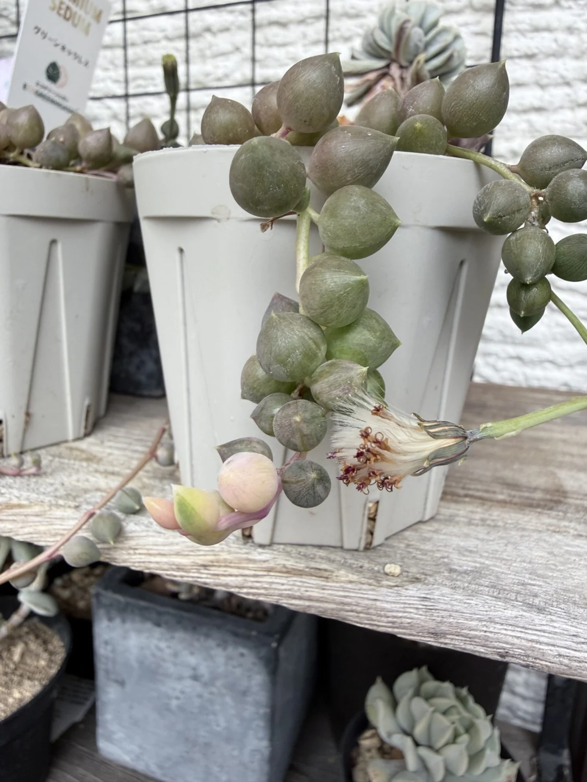 セネシオ エンジェルティアーズ 種?