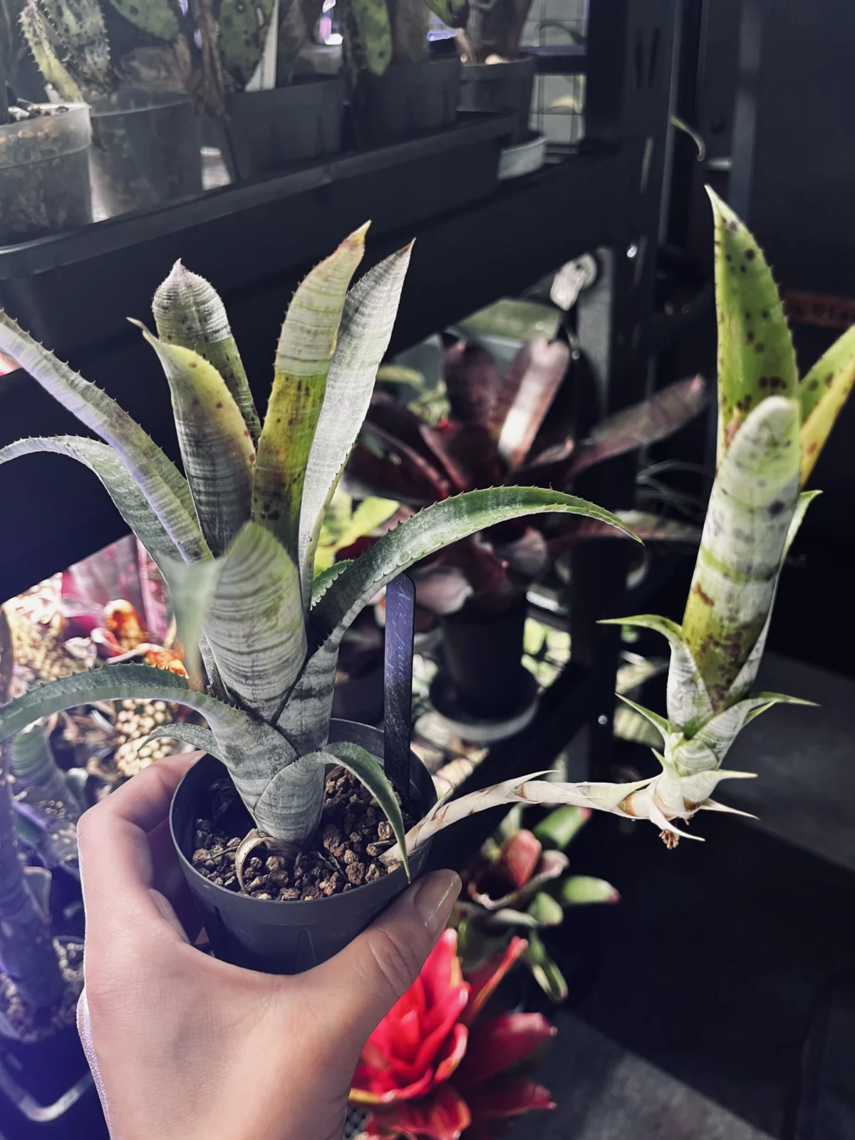 ネオレゲリア　パウシフローラ　白いやつ