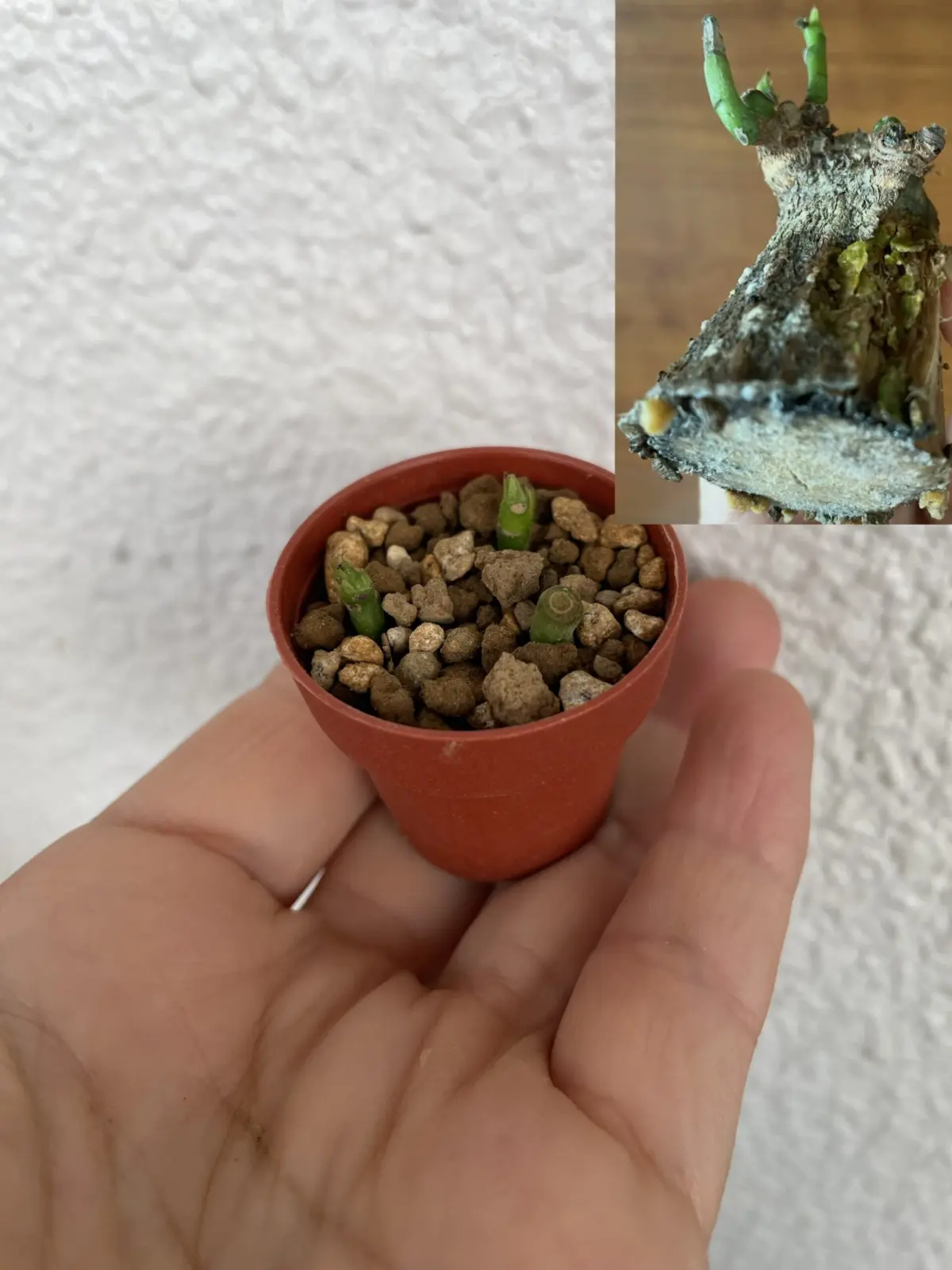 パキラ　腐りの入ったパキラの挿木　密閉しないバージョン