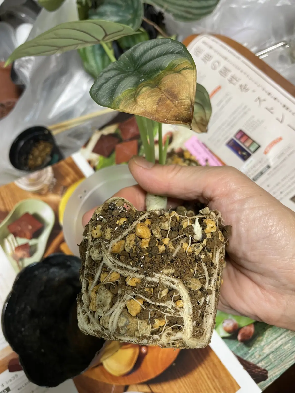 アロカシア　根　鉢替え