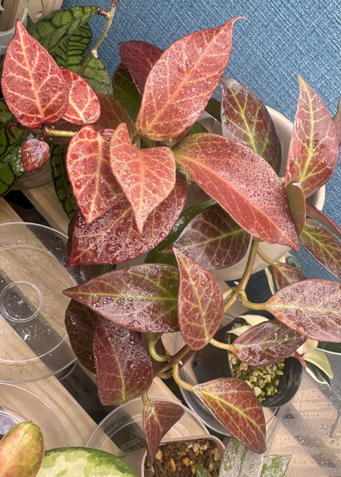 ホヤ　オブスクラ