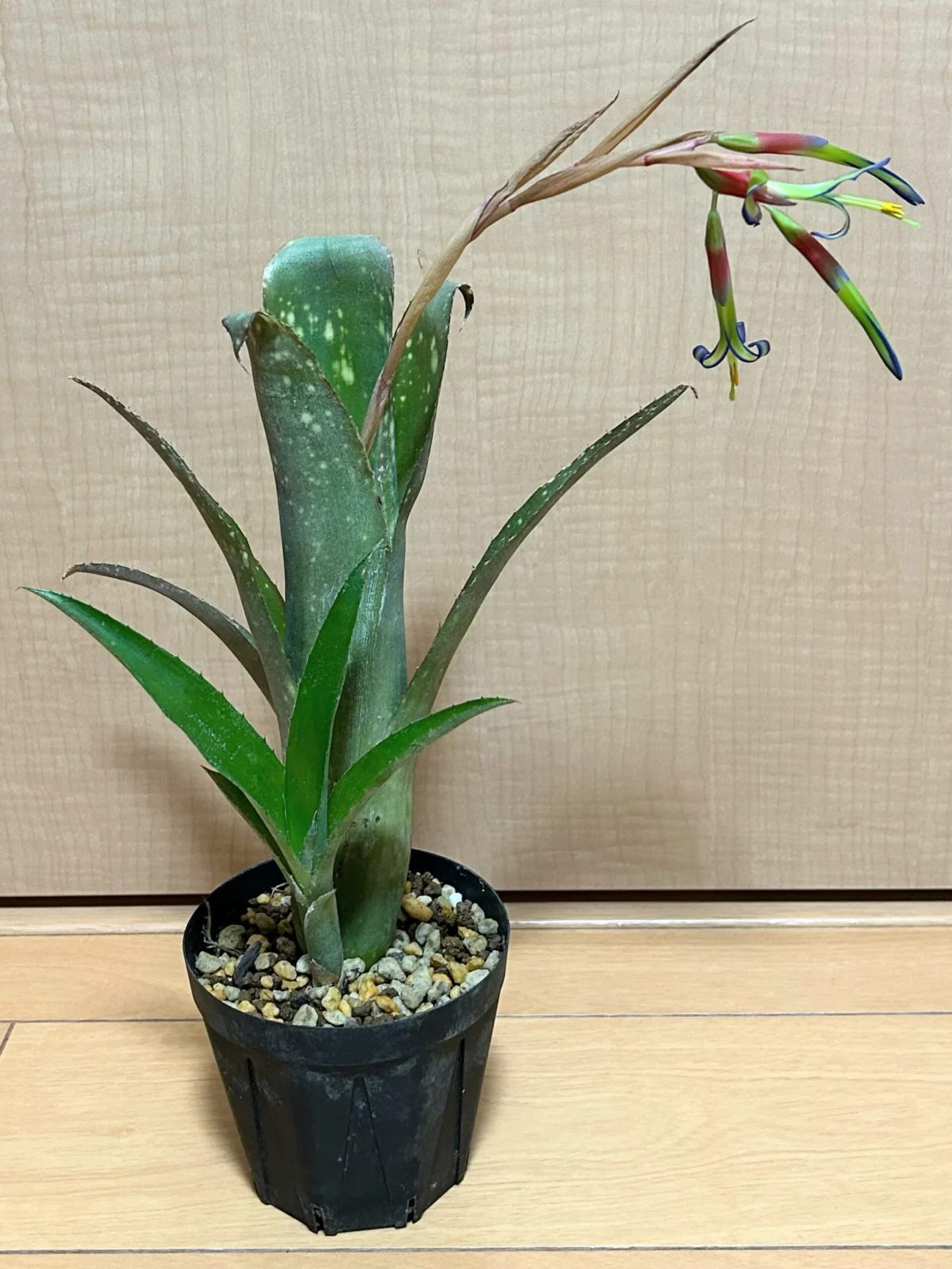 ビルベルギア ヤイエー　② 花