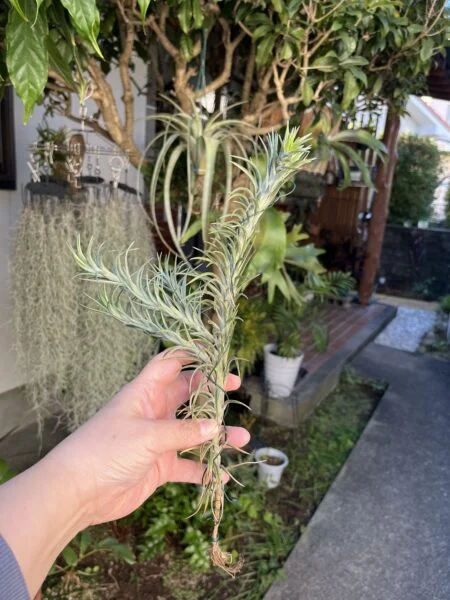 ティランジア アラウジェイ 長いやつ