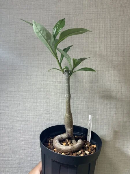 バオバブ ディギタータ
