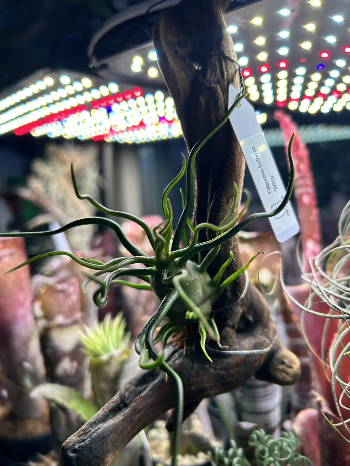 ティランジア ブルボーサ ウィッティ