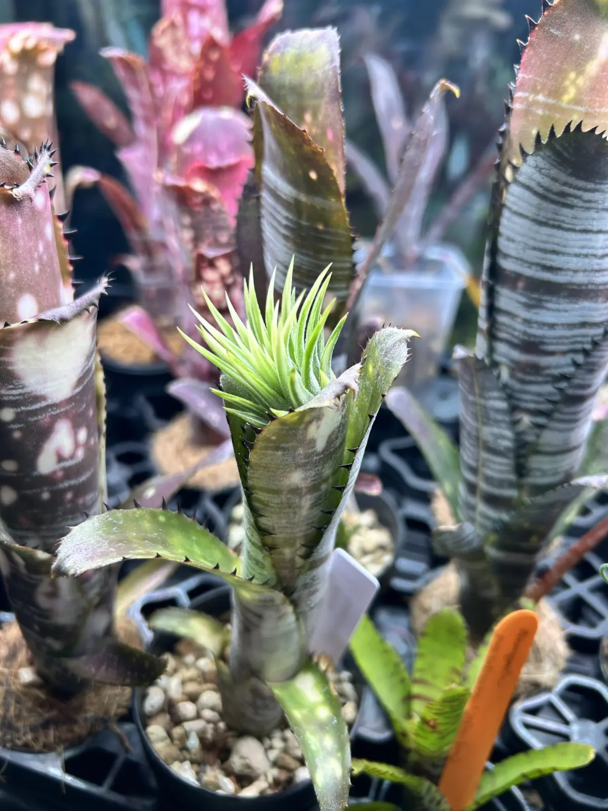 ティランジア イオナンタ アルボマルギナータ